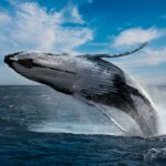 Playing humpback whale