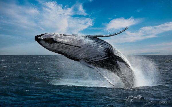 Playing humpback whale