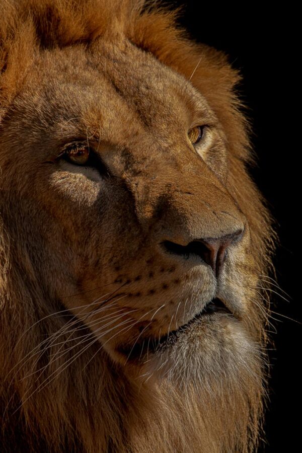 Lion portrait