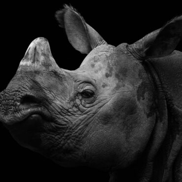 Sad looking rhinoceros