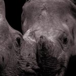 Love is... a kiss from a rhinoceros