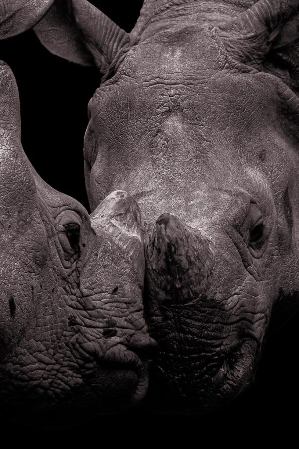 Love is... a kiss from a rhinoceros