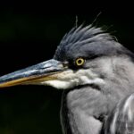 Blue Heron