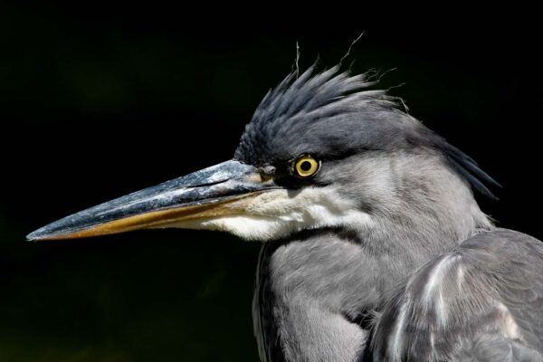 Blue Heron