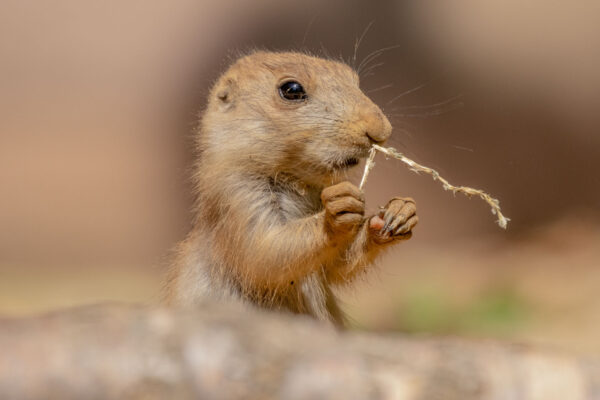 Alpine marmot