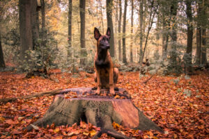 Pets photoshoot Shepherd