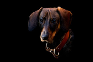 Pets photoshoot Dachshund / Teckel