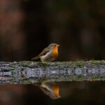 Robin