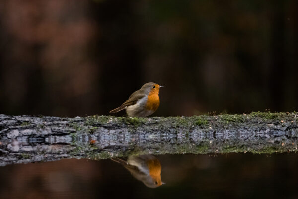 Robin