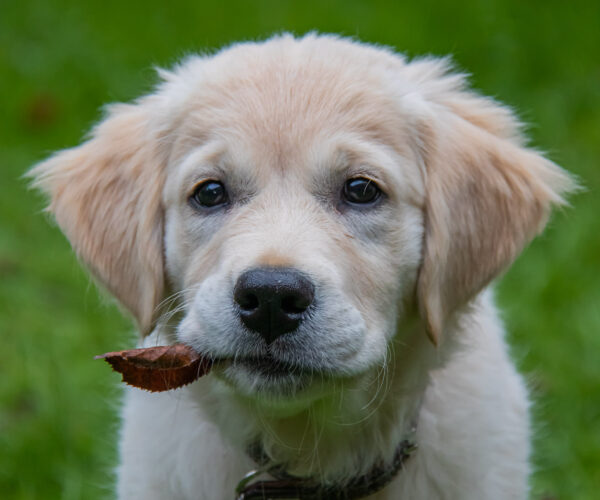 Pets photoshoot Golden Retriever