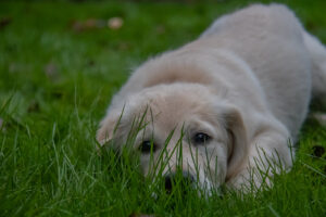 Pets photoshoot Golden Retriever