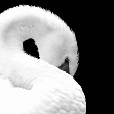 Black and White close-up of a swan