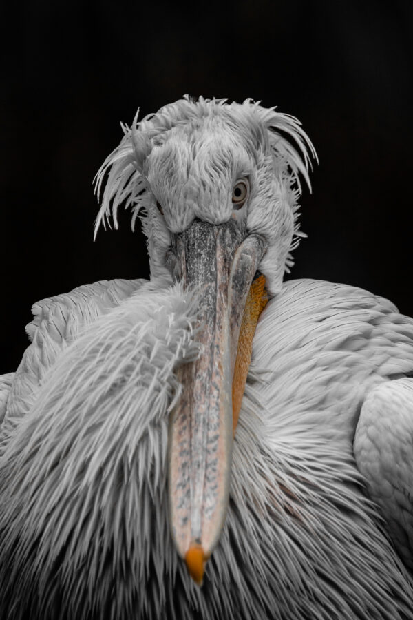 Pelican