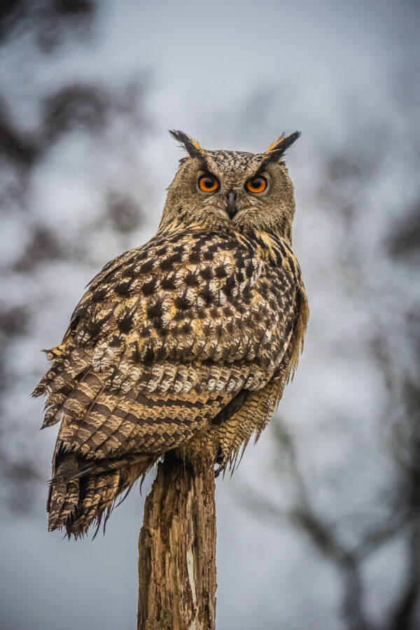 European eagle owl