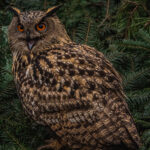 European Eagle Owl