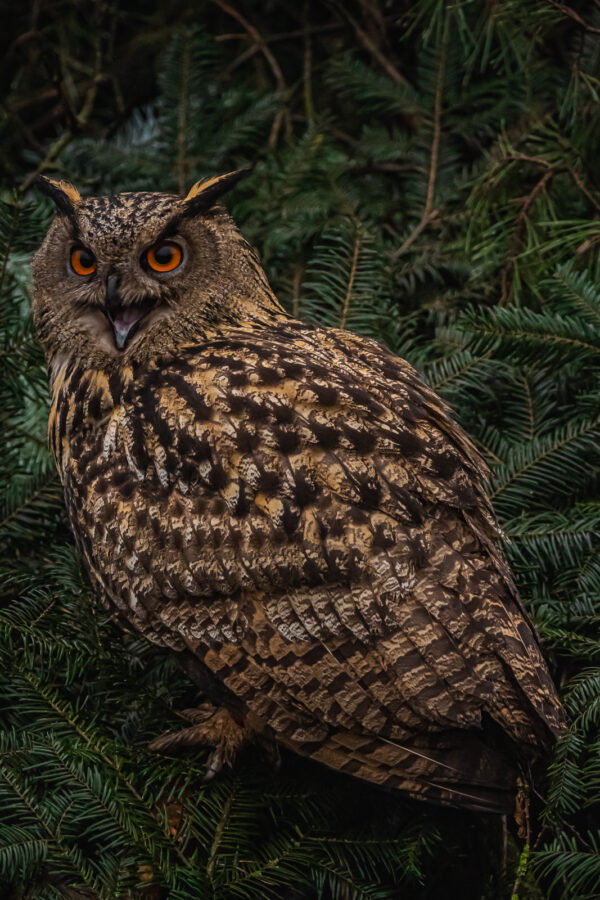 European Eagle Owl