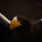 Steller's Sea Eagle
