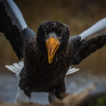 Steller's Sea Eagle