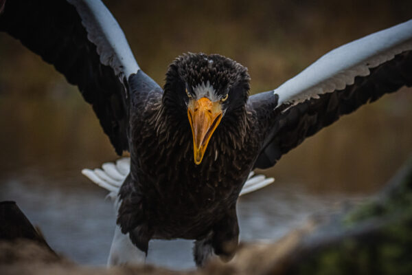 Steller's Sea Eagle