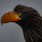 Steller's Sea Eagle