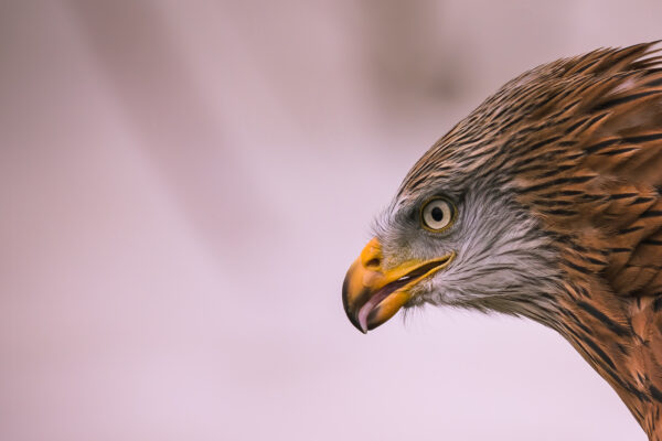 Artwork of a red kite