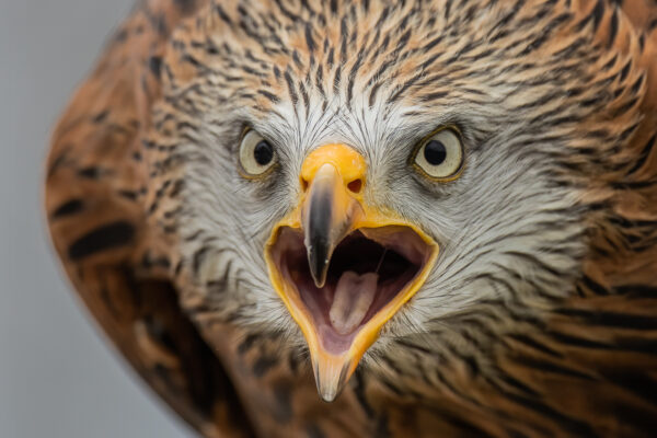 Portrait of a red kite