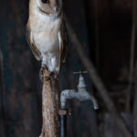 Classic Barn Owl