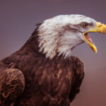 Portrait of an American Eagle