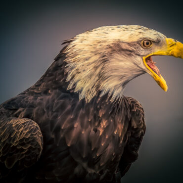 Portrait of an American Eagle