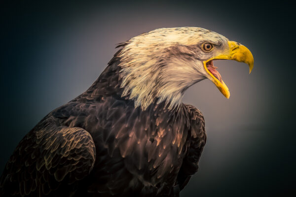 Portrait of an American Eagle