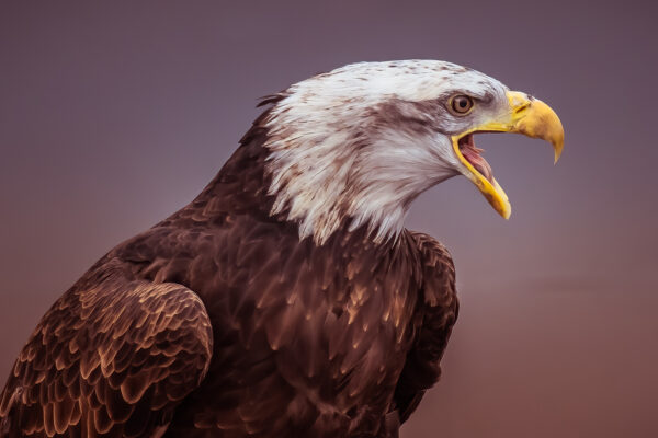 Portrait of an American Eagle