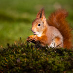 Red squirrel enjoys his walnut