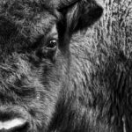 Wisent (close-up)