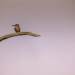 Minimalistic kingfisher