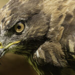 Angry buzzard look