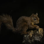Squirrel (low key)