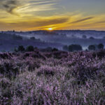 Purple and foggy sunrise