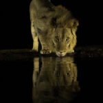 Lion at night drinking