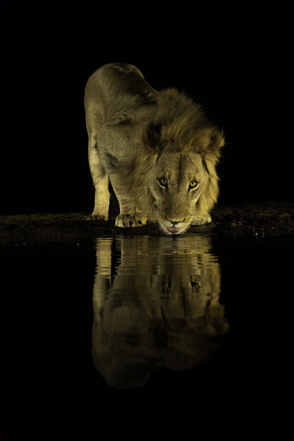 Lion at night drinking