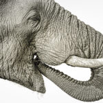 Fine Art collection - Whispers of the giants. Photographic art of the elephant