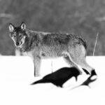 Nowy wolf - wild wolves in Poland during winter