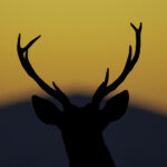 Deer at Sunrise in beautiful Orange backlight