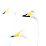 Elegant Curves nr. 1 (fine art collection - swans) High key version in the wild swans collection, elegant curves. Portfolio page
