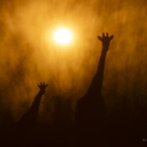 Wildlife photography at RS Photo Art