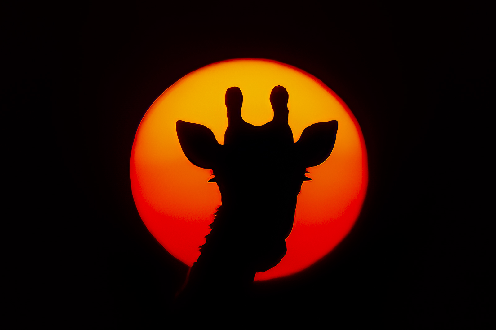 RS Photo Art - Giraffe at sunrise photo - Wildlife photographer Robin Scholte
