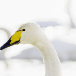 Elegant Curves nr. 2 (fine art collection - swans) High key version in the wild swans collection, elegant curves