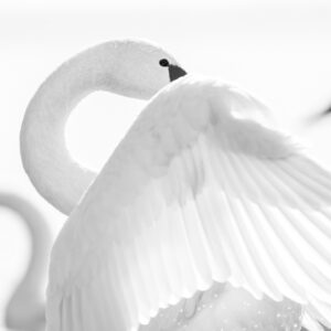 Elegant Curves nr. 5 (fine art collection - swans) High key version in the wild swans collection, elegant curves