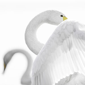 Elegant Curves nr. 6 (fine art collection - swans) High key version in the wild swans collection, elegant curves
