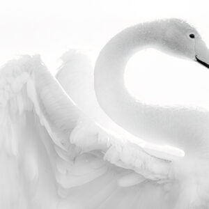 Elegant curves nr.7 (Whooper Swan fine art collection)