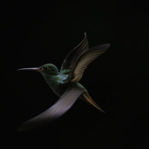 The art of flying - fine art collection of hummingbirds - Birdphotography